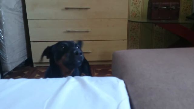 Ягдтерьер щенок девочка поет смотреть онлайн