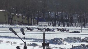 Забег на Московском ипподроме (10.03)