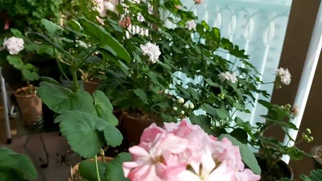 제 114화 뽀샤시네 버란다 제라늄 꽃 Swanland pink. смотреть онлайн