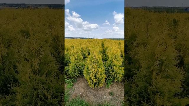 Туя Западная Еллоу Риббон /  Thuja occ. 'Yellow Ribbon'