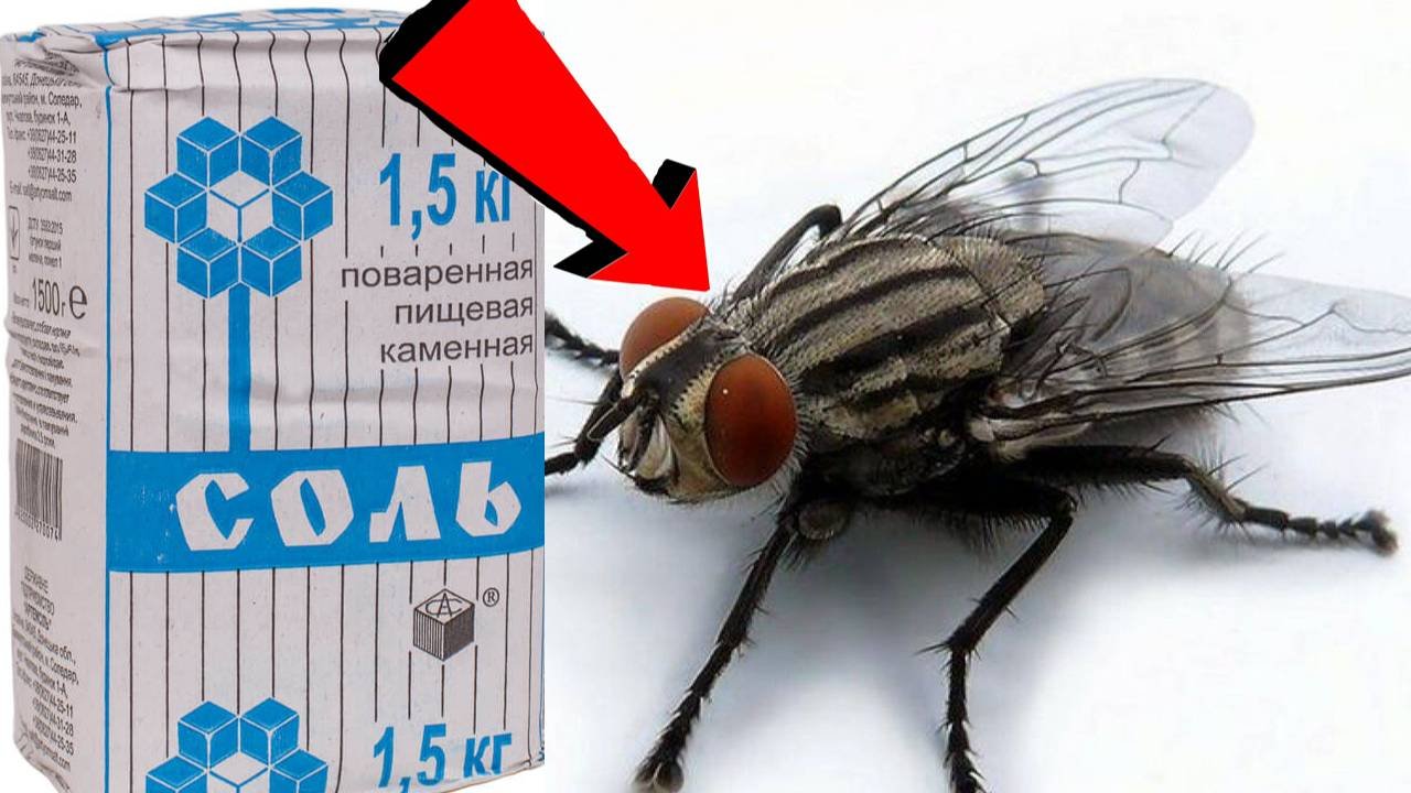 Как избавиться от мух в квартире быстро За 3 Секунды! - смотреть видео ...