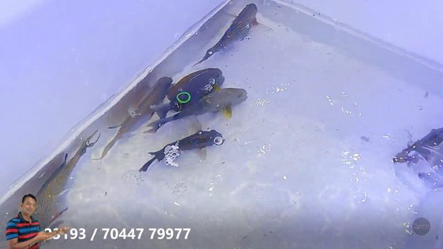 MOST AWAITED SHIPMENT of MARINE FISHES | best quality marine fishes in india смотреть онлайн