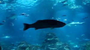 Аквариум Барселоны.Barcelona Aquarium.(L’Aquàrium de Barcelona).