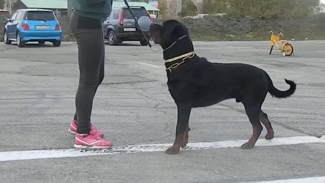 Darling Femeli Gvidon смотреть онлайн