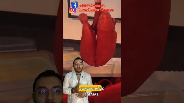 Así lucen los PULMONES ?