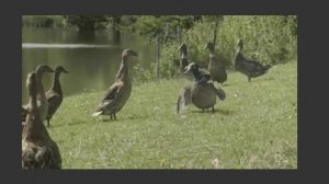 Стихотворение - Мне нравится что вы больны не мной