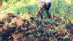 Когда убирать картофель? Растёт ли картофель после высыхания ботвы?#картофель