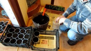 Мой самый лучший способ выращивания рассады томатов без химии и их рассаживание в стаканчики.