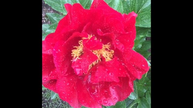 Обозрение показа цветения пионов Sunny Girl,Red Charm,Mackinac Grand' Цветение пионов в саду смотреть онлайн