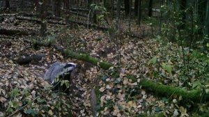 Барсук готовится к зиме 3