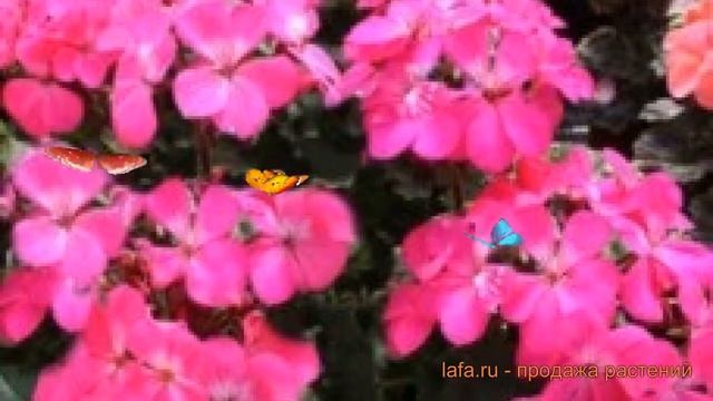 Пеларгония зональный Дип Роуз ? пеларгония Дип Роуз обзор: как сажать семена пеларгонии Дип Роуз смотреть онлайн