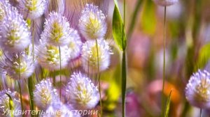 Брошенная невеста устроилась сиделкой к парализованному миллионеру. Но когда наступила ночь...