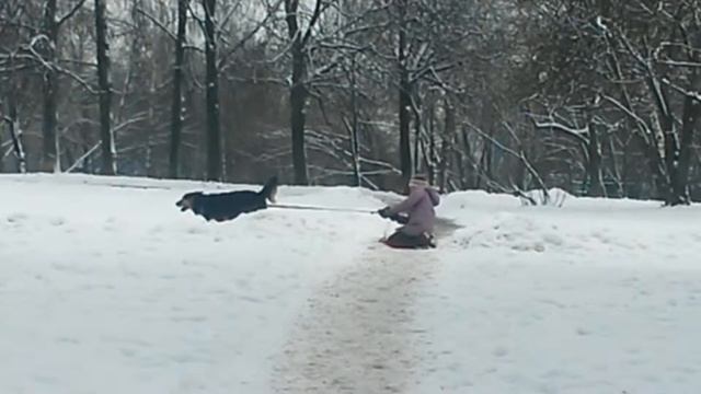 девочка издевается над собакой))))) смотреть онлайн