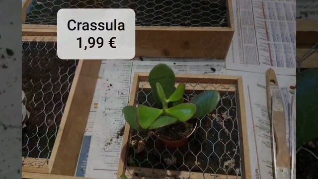 Création d'un tableau mural de succulentes смотреть онлайн