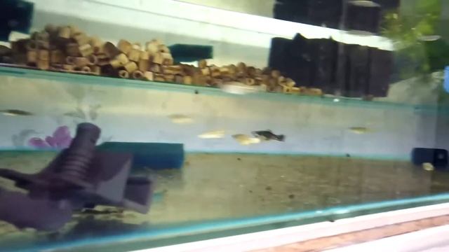 меченосцы Монтесумы, велиферы, полурылы. смотреть онлайн