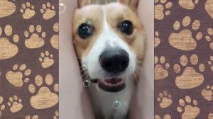 СМЕШНОЙ ПЁСИК хочу водички!!! ВИДЕО ПРО СОБАК, СМЕШНАЯ ОЗВУЧКА