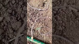 Капельный полив из капельниц в теплице.