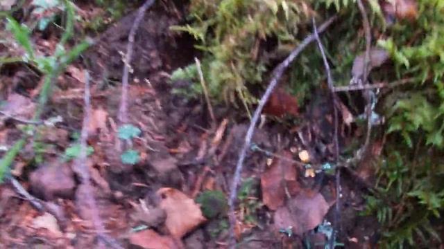 Грибы 29 июля 2021 !!! Новости из леса) смотреть онлайн