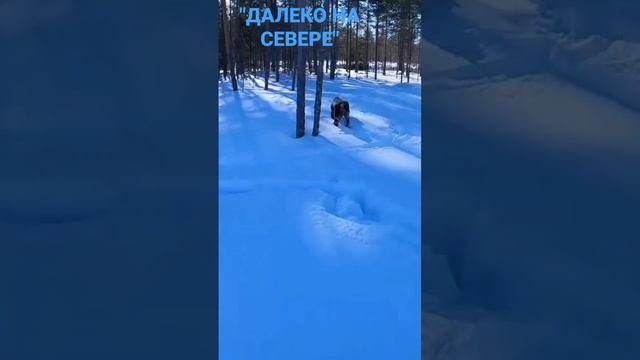 Курцхаар Джесика по тетереву Зимой!!!