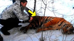 Мужчина помог плачущему Тигру, а затем произошло то, что шокировало всех!