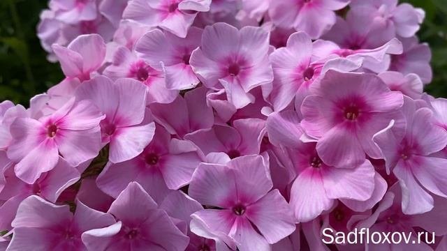 Флокс Афродита моей селекции