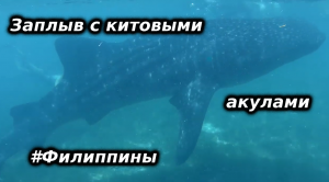 Плавание в океане с китовыми акулами на Филиппинах, о. Себу, Ослоб