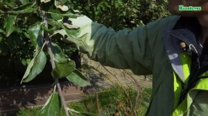 Когда осенью обрезать деревья?