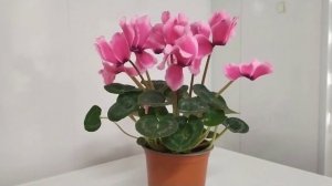 Как ухаживать за цикламеном?