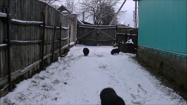 вьетнамские свиноматки когда я пускаю до кабана смотреть онлайн