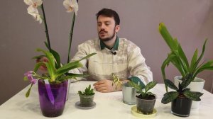 Орхидеи: моноподиальные и симподиальные