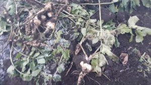 #пастернак / Пастернак(  лат. Pastinaca). Убираем последний огородный  овощ  в ноябре. Часть I