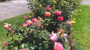 Rose Gorgeous - Poulsen