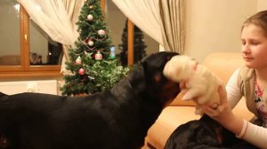 Labrador puppy girl 11 day and rottweilers "Gven Party"