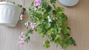 Герань на Балконе, Особенности Ухода