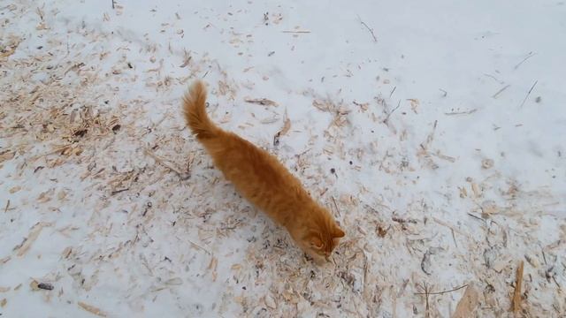 К нам пришла зима❄ Лосёнок Веснушка встречает гостей? ПАРК ЗЕМЛЯ ПРАЙДА ? смотреть онлайн