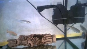 Речные  рыбы в аквариуме. Тетра( мини пиранья)  +уклейка.