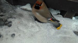 Пьяный свиристель.