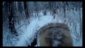 Снегоход Тайга Варяг 550 в лесу. Русская механика
