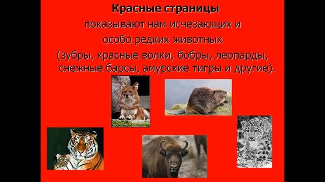 презентация Животные Красной книги смотреть онлайн