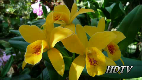 Цветочки - Кoлючки ! Очень красиво надо видеть ! full