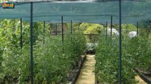 Почему скручиваются листья у томатов. Прежде чем лечить определите причины.