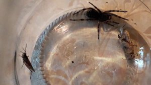 Найцікавіше відео про тарантула. Як живе тарантул. Тарантул в банці. Роздивитись тарантула.