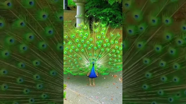 Peacock short video # Beautiful peacock # videoviral # beautiful bird