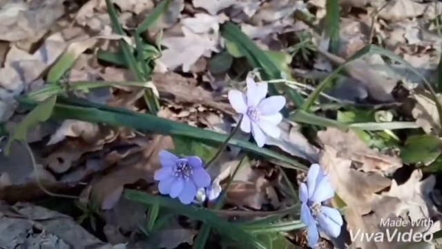 Поездка на дачу/влог/дача Веры Ивановны смотреть онлайн
