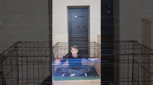 Разбор клетки для собак №5