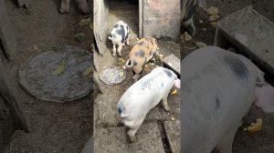 Бабушка кормит  свиней тыквами и кабачками