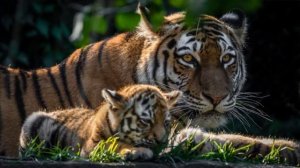 Тигр/ Ребятам о зверятах/ Кто и Как говорит