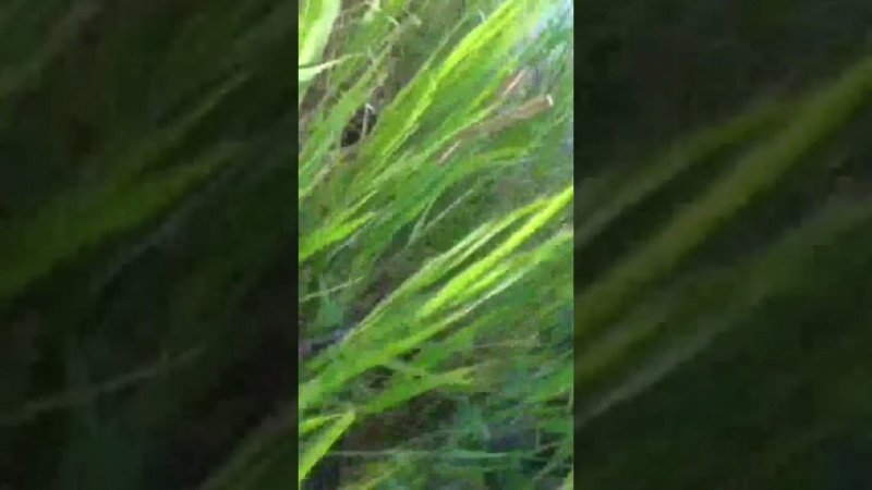 Карась не даёт поставить вторую удочку