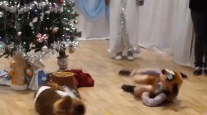 Танец собачек на Новогоднем утреннике))) Милота))