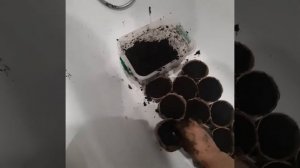 Сажаем пророщенные каштаны